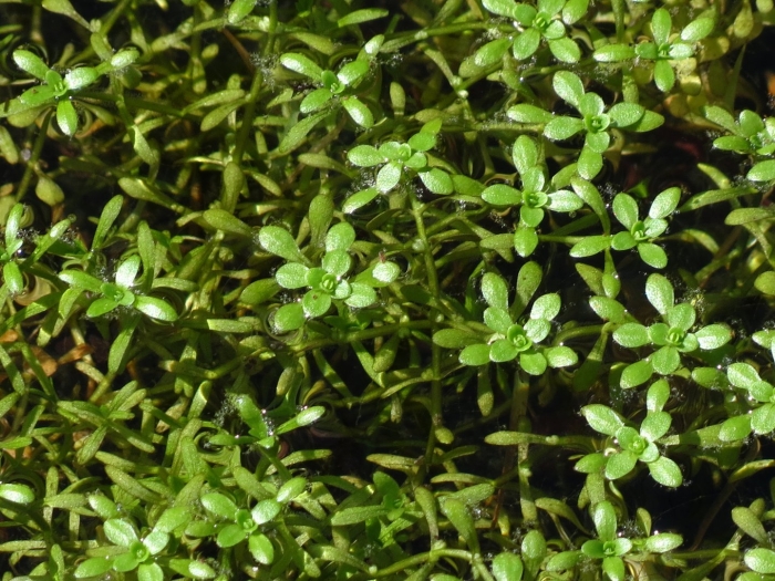 Болотник растение