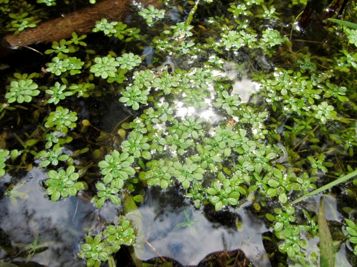 Ряска малая lemna minor