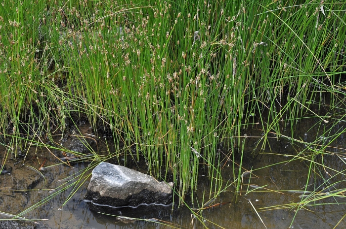 Ситняг болотный (болотница)
