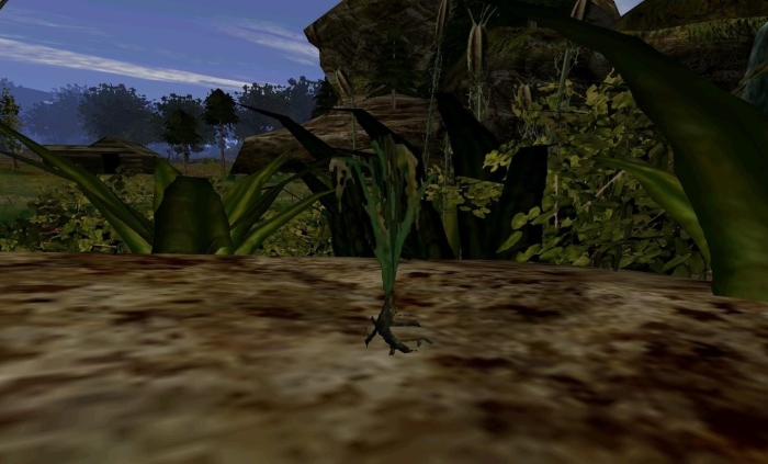 Морровинд корень пробочника