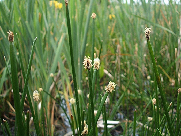 Eleocharis palustris
