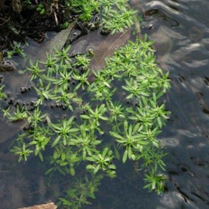 Callitriche palustris