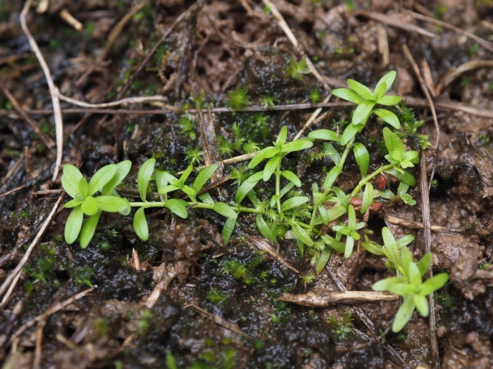 Callitriche palustris