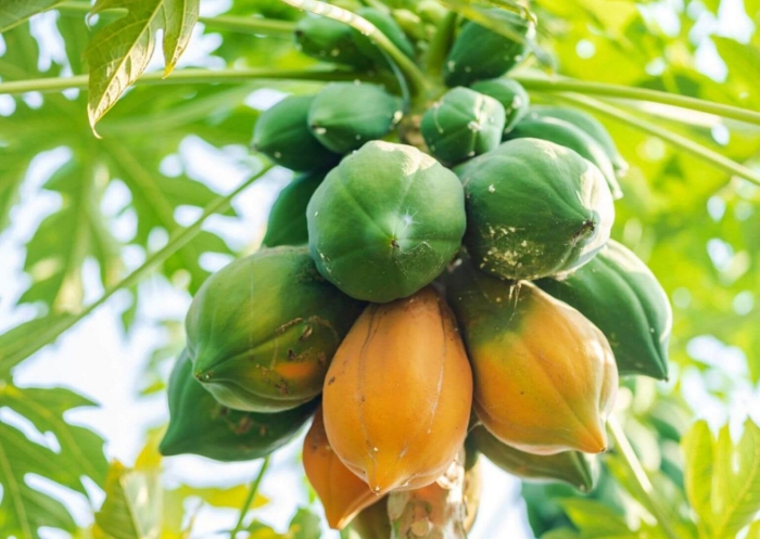 Папайя дынное дерево