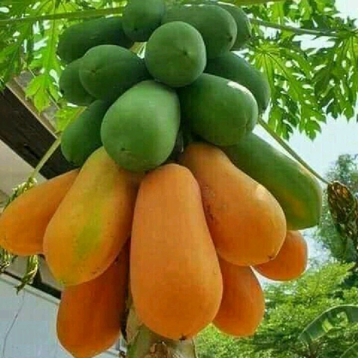 Papaya tree
