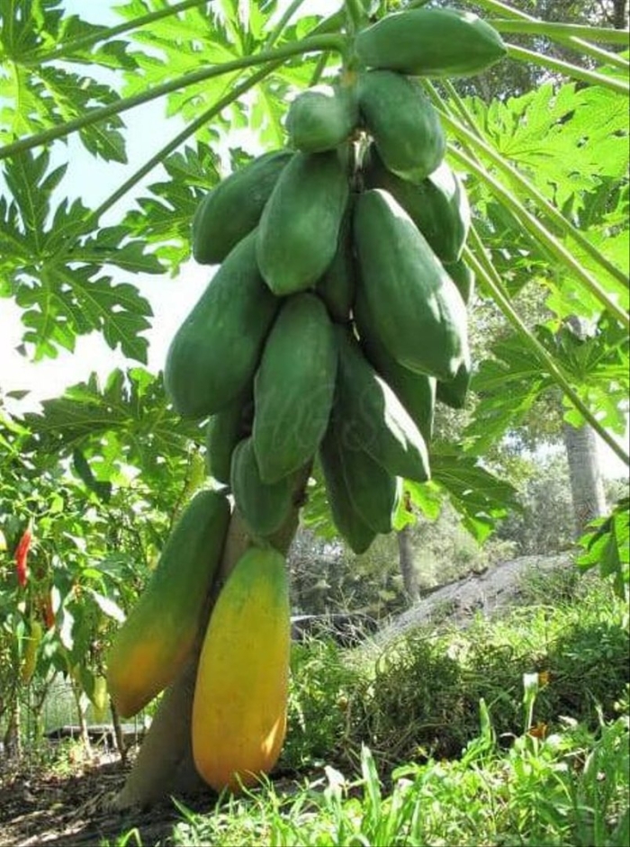 Папайя растение