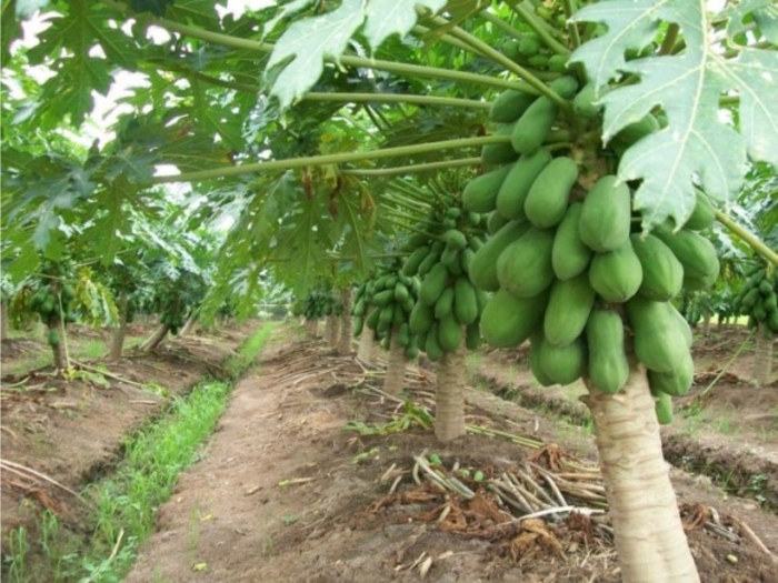 Папайя дынное дерево 3 шт