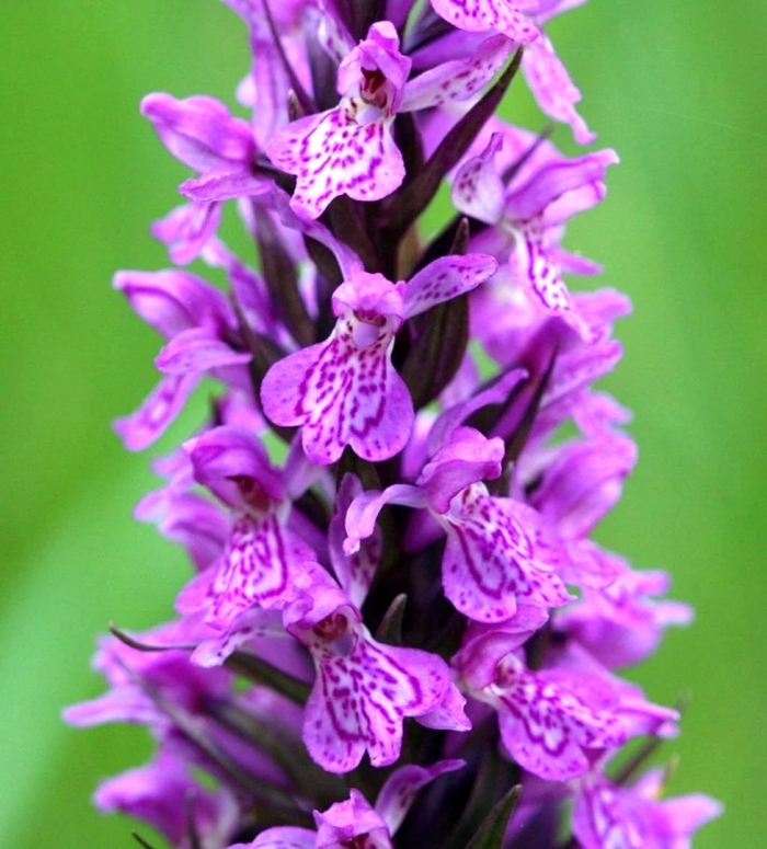 Пальчатокоренник пятнистый (dactylorhiza maculata)