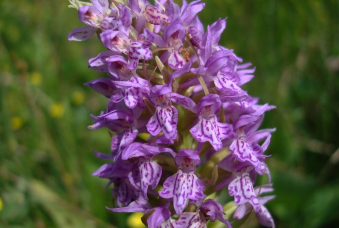 Ятрышник пальчатокоренник пятнистый