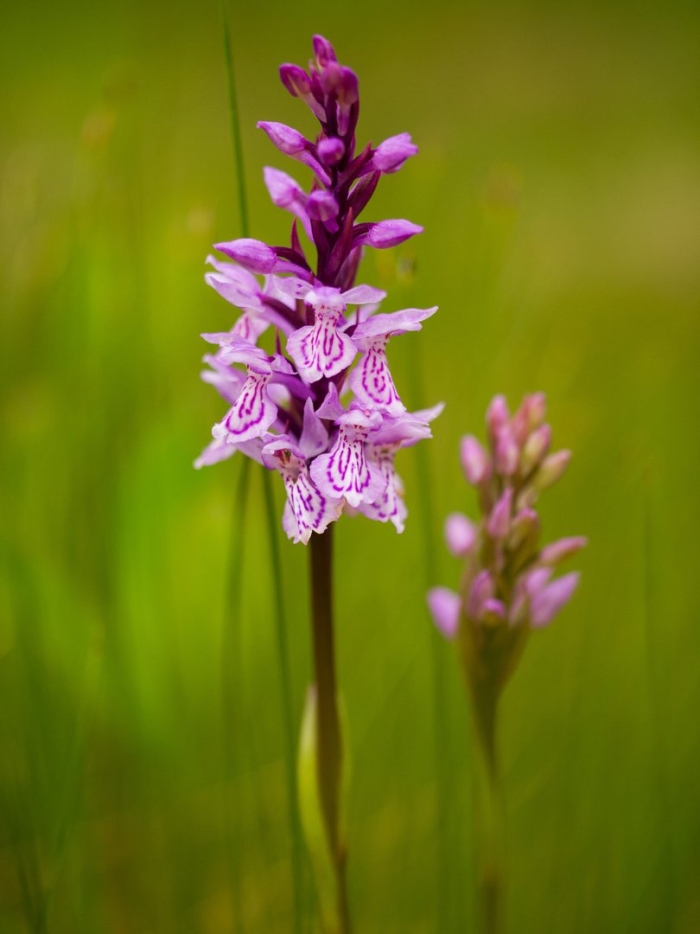 Северная орхидея ятрышник пятнистый