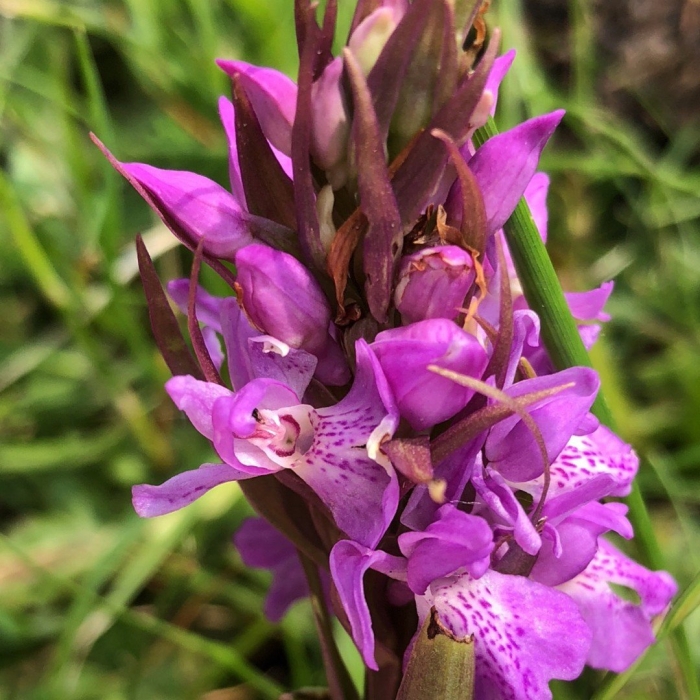 Пальчатокоренник траунштейнера