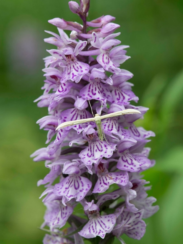 Пальчатокоренник пятнистый (dactylorhiza maculata)