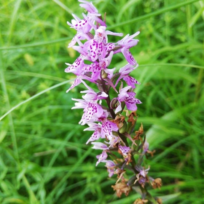 Кукушкины слёзки растение