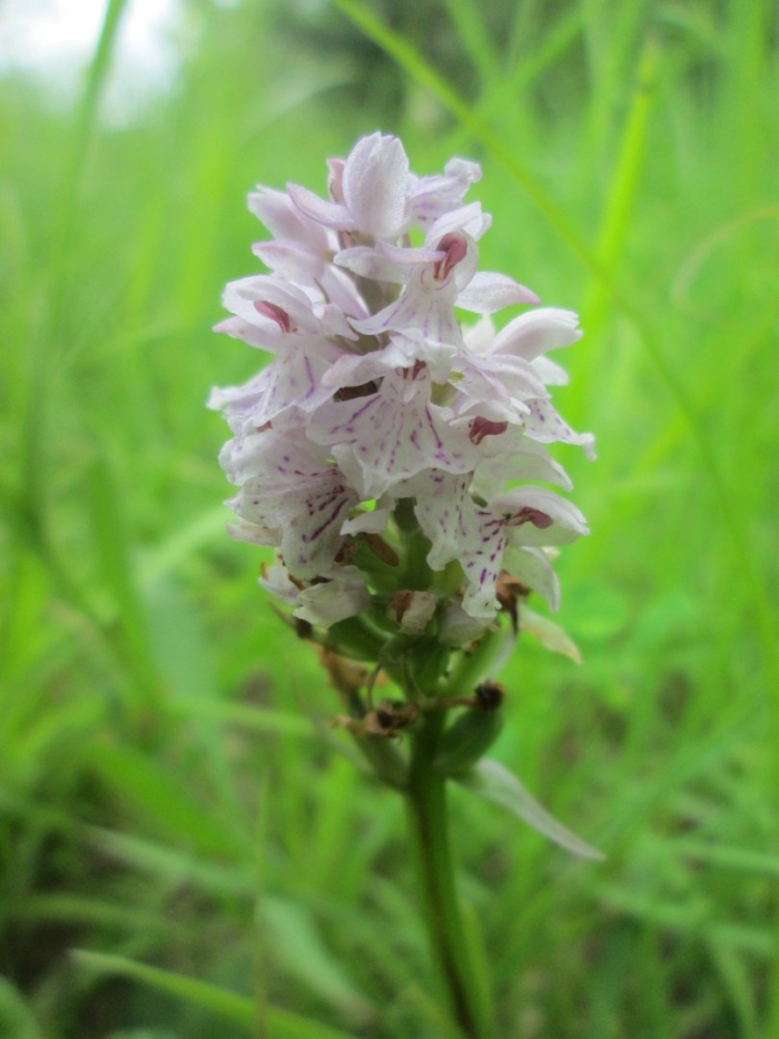 Dactylorhiza maculata