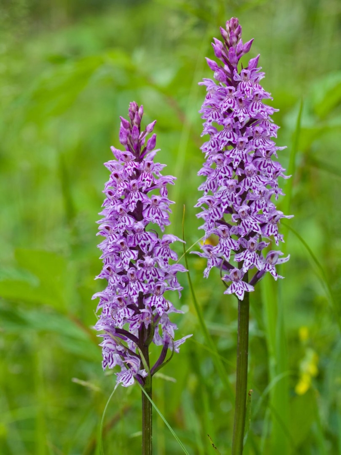 Пальчатокоренник траунш