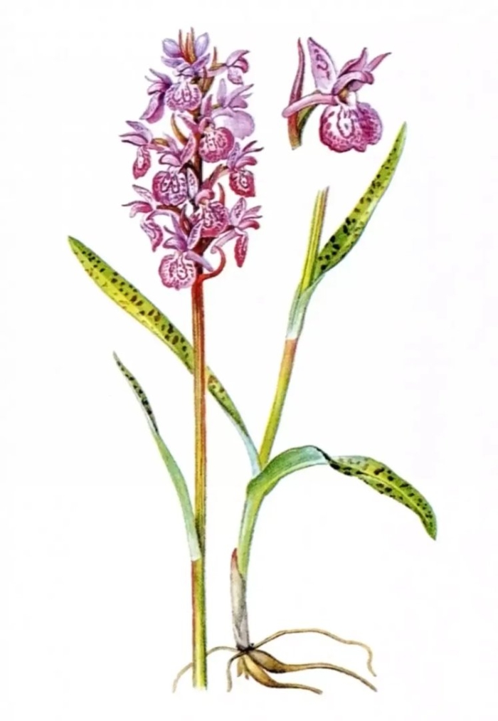 Пальчатокоренник руссова