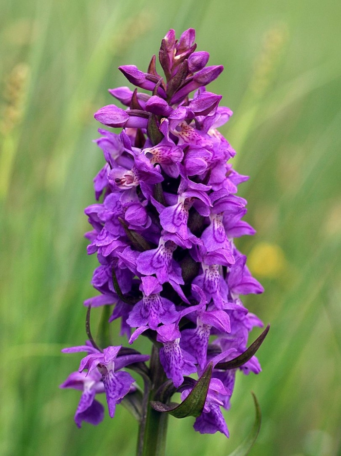 Пальчатокоренник майский dactylorhiza majalis