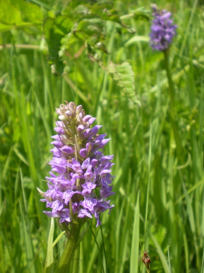 Пальчатокоренник балтийский