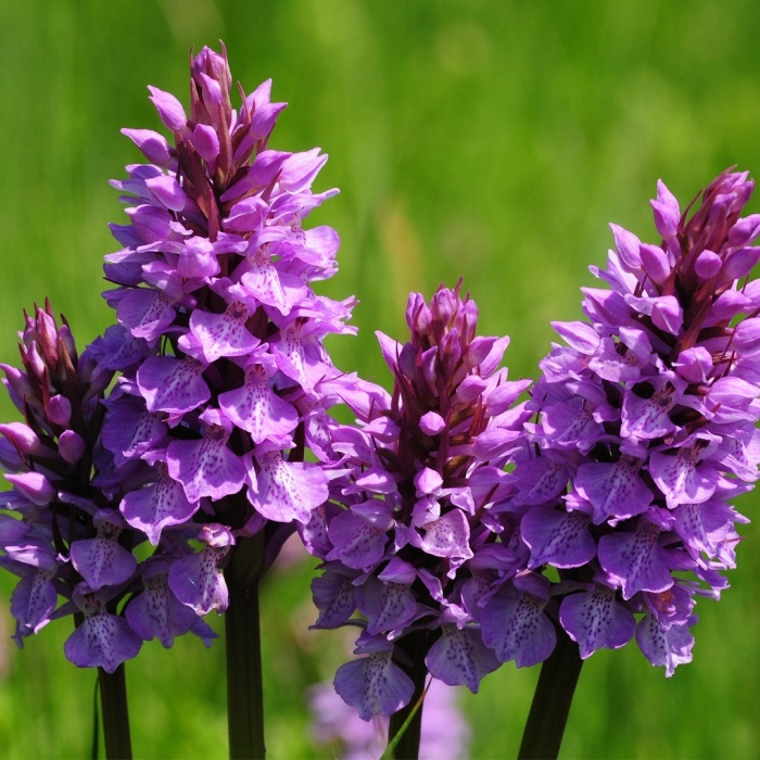 Пальчатокоренник незамеченный