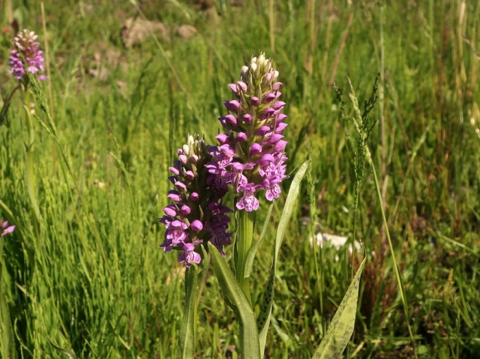 Северная орхидея ятрышник