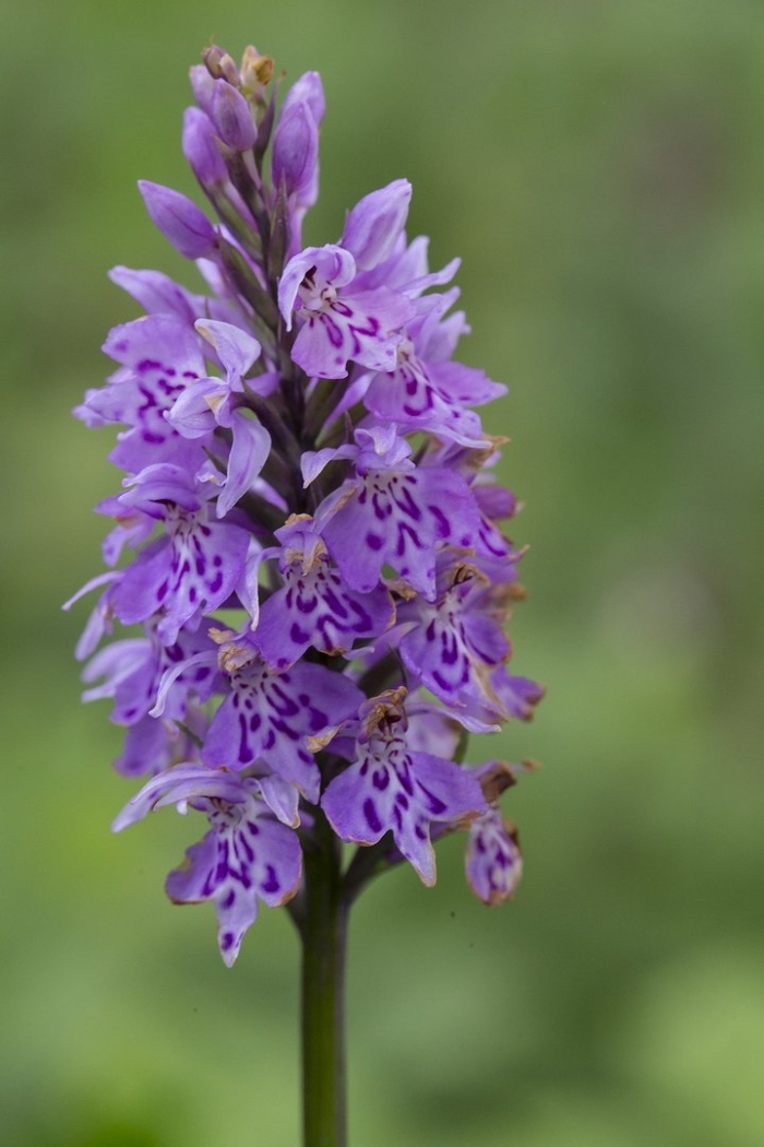 Орхидея пальчатокоренник балтийский