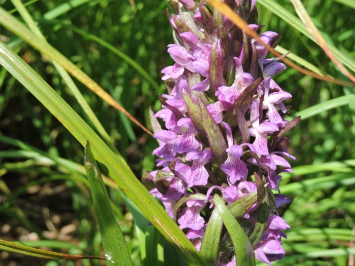 Ятрышник пальчатокоренник пятнистый