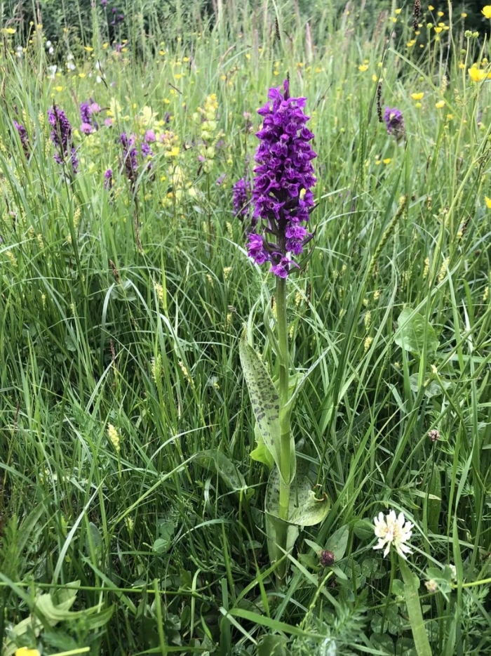 Пальчатокоренник майский dactylorhiza majalis