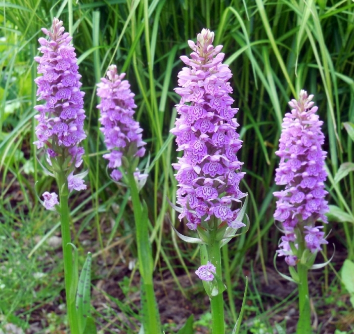 Ятрышник пальчатокоренник пятнистый