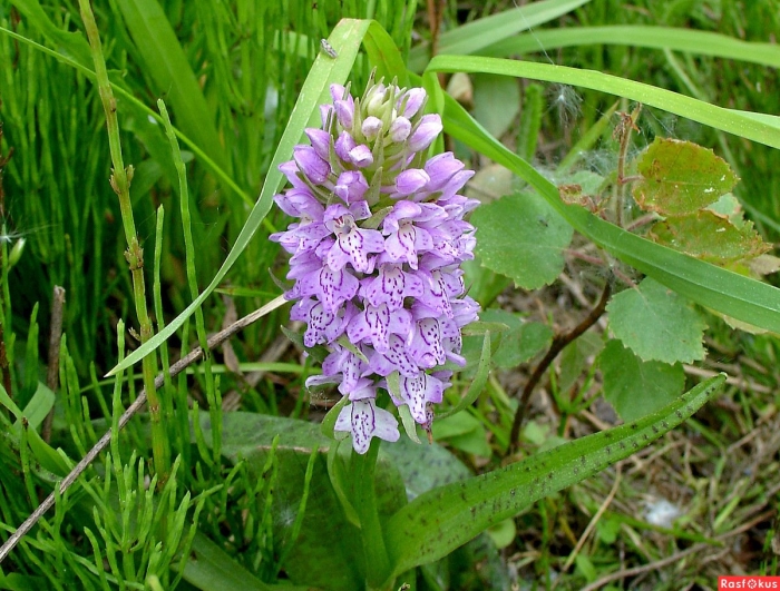 Орхидея пальчатокоренник балтийский