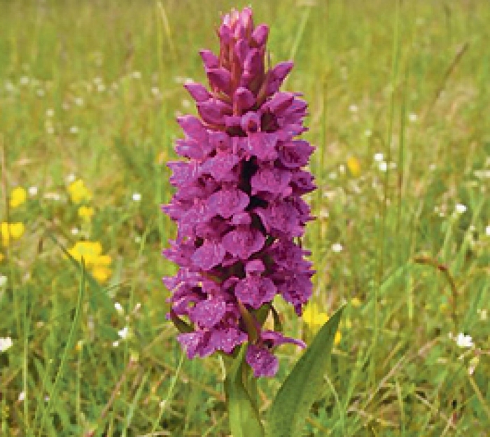 Пальчатокоренник майский dactylorhiza majalis