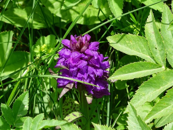 Северная орхидея пальчатокоренник