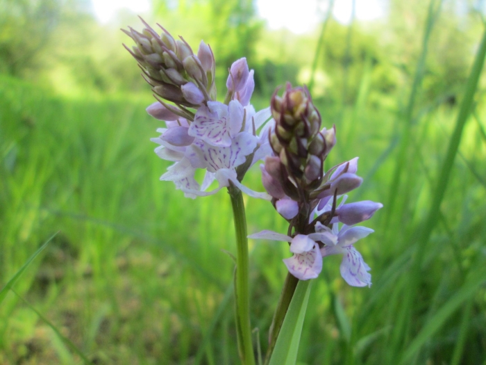 Дикая орхидея ятрышник пятнистый