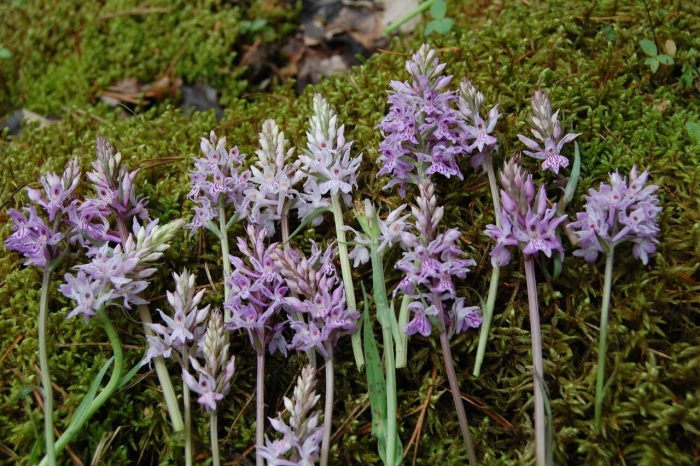 Dactylorhiza fuchsii