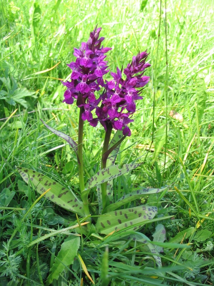 Пальчатокоренник майский dactylorhiza majalis