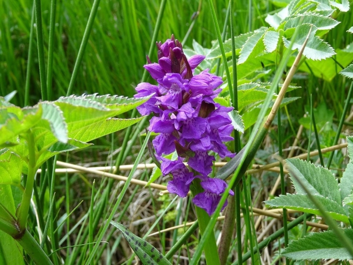 Ятрышник болотный