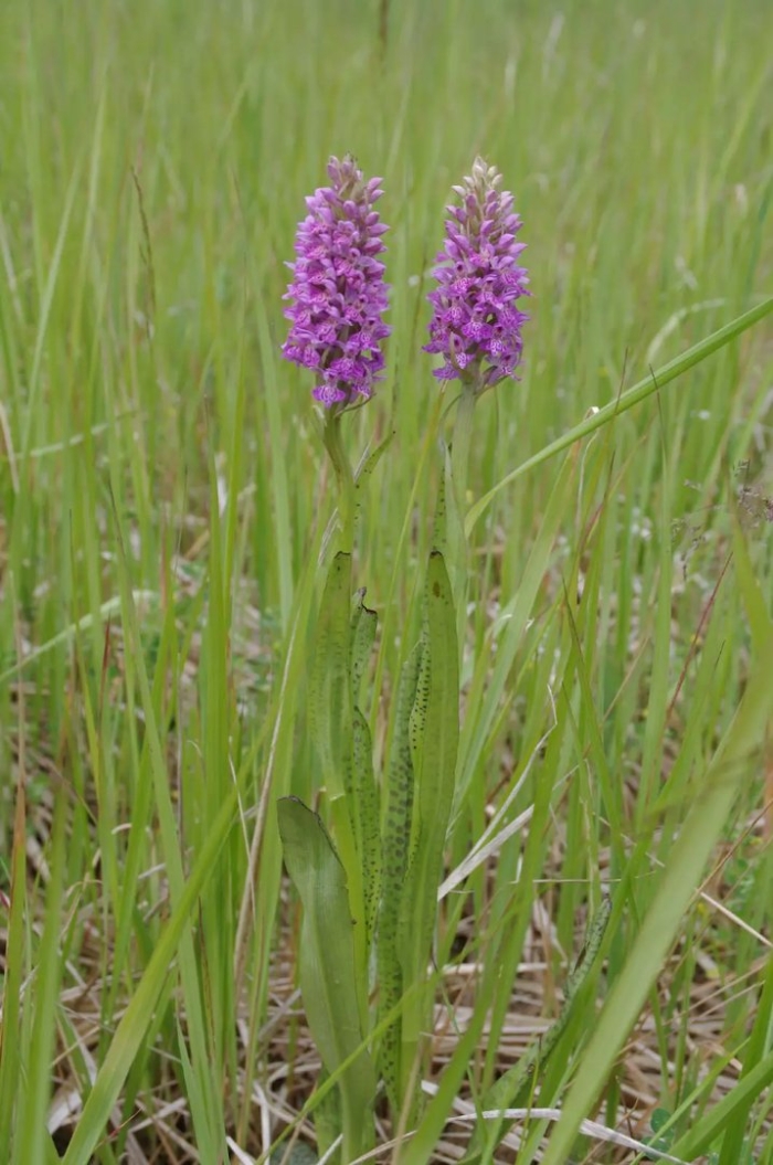 Пальчатокоренник траунштейнера