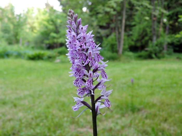 Пальчатокоренник фукса