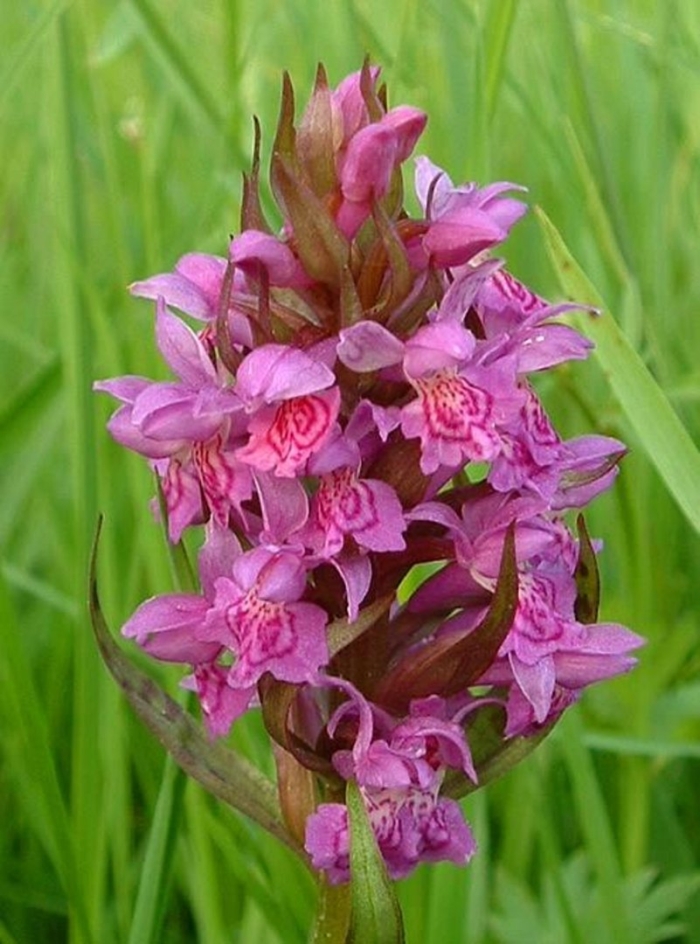 Dactylorhiza majalis