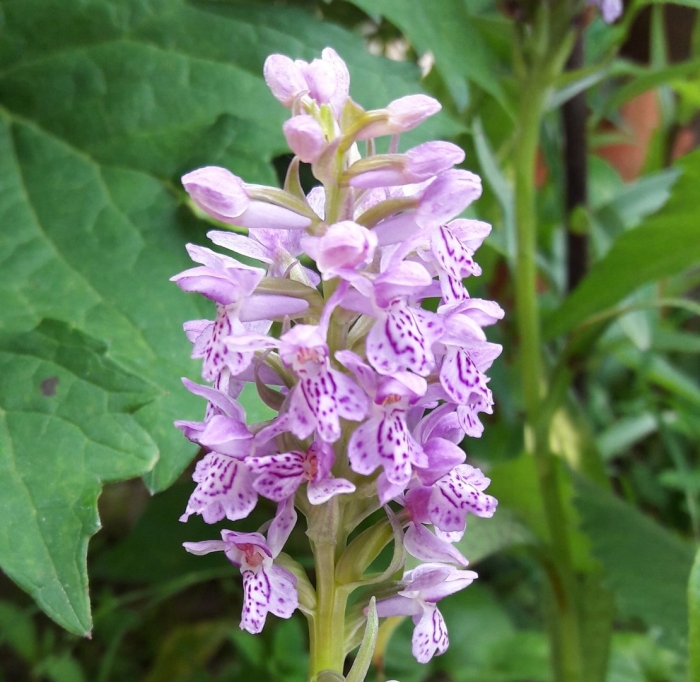 Пальчатокоренник пятнистый (dactylorhiza maculata)