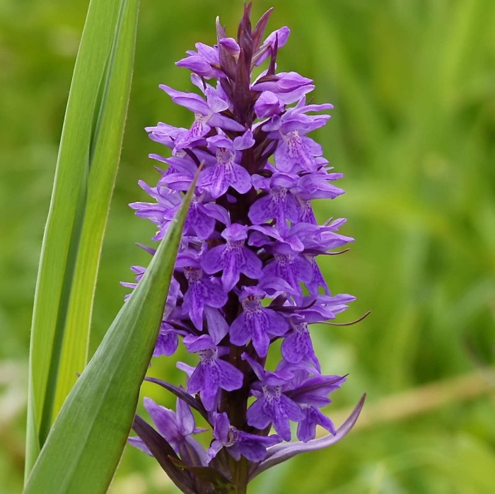 Северная орхидея ятрышник