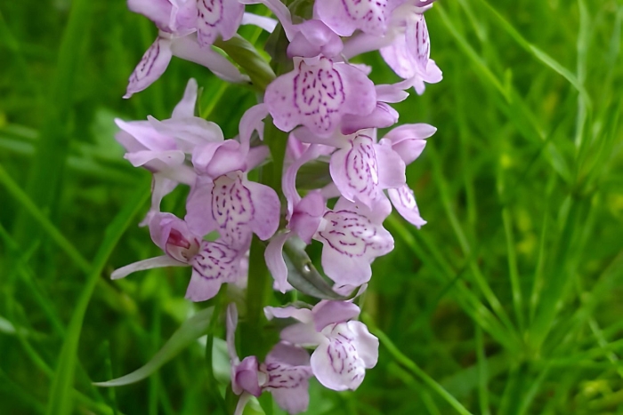 Садовая орхидея пальчатокоренник