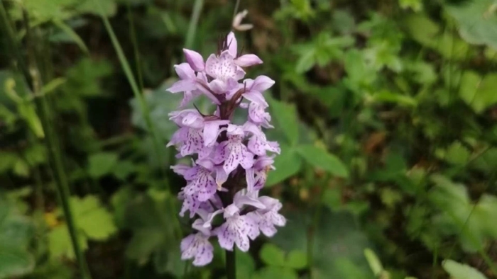 Пальчатокоренник фукса