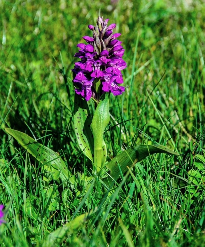 Пальчатокоренник бузинный