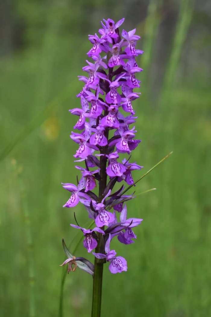 Dactylorhiza praetermissa