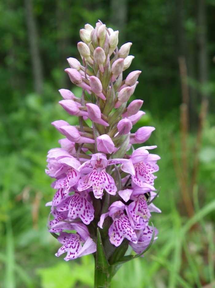 Ятрышник пальчатокоренник пятнистый