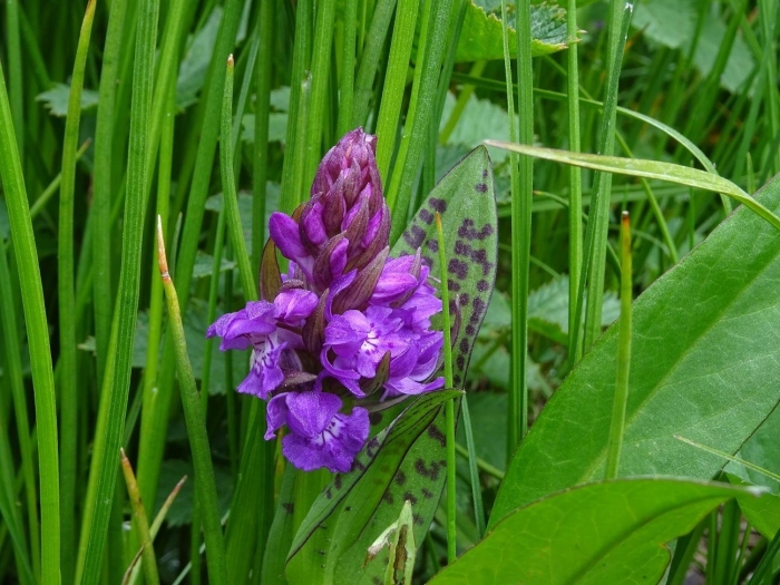 Пальчатокоренник пятнистый