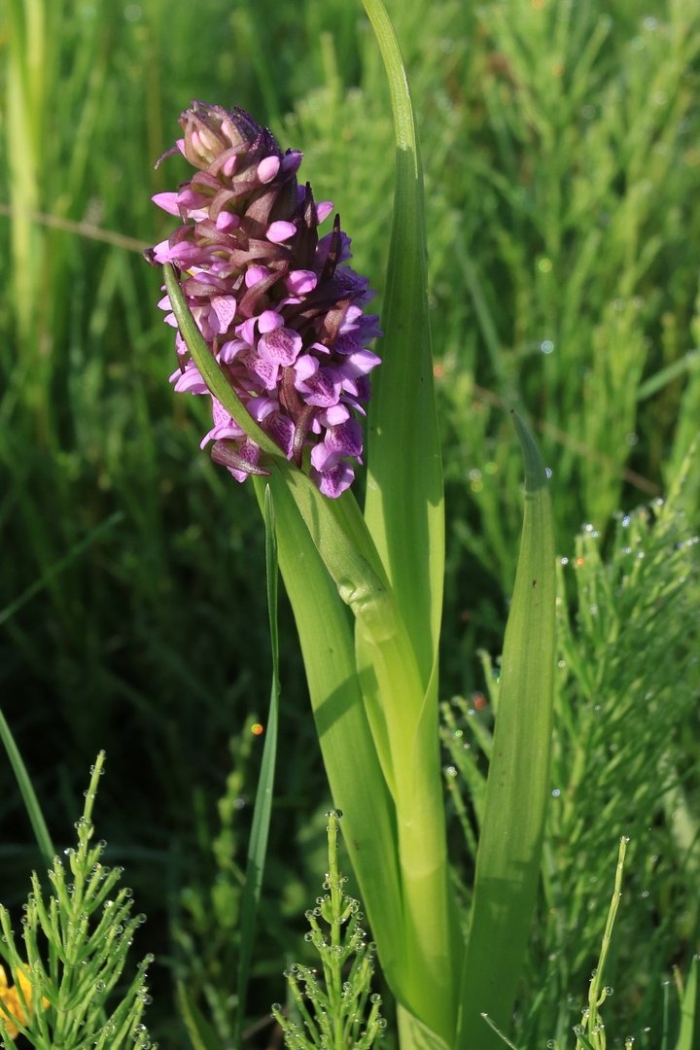 Орхидея пальчатокоренник
