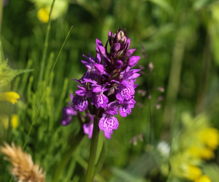 Ятрышник пальчатокоренник пятнистый