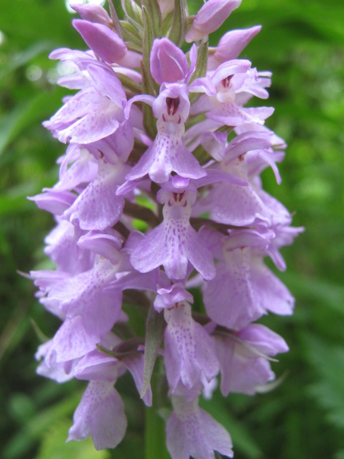 Пальчатокоренник пятнистый (dactylorhiza maculata)