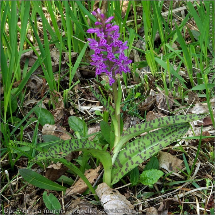 Пальчатокоренник сибирский - dactylorhiza sibirica efimov*